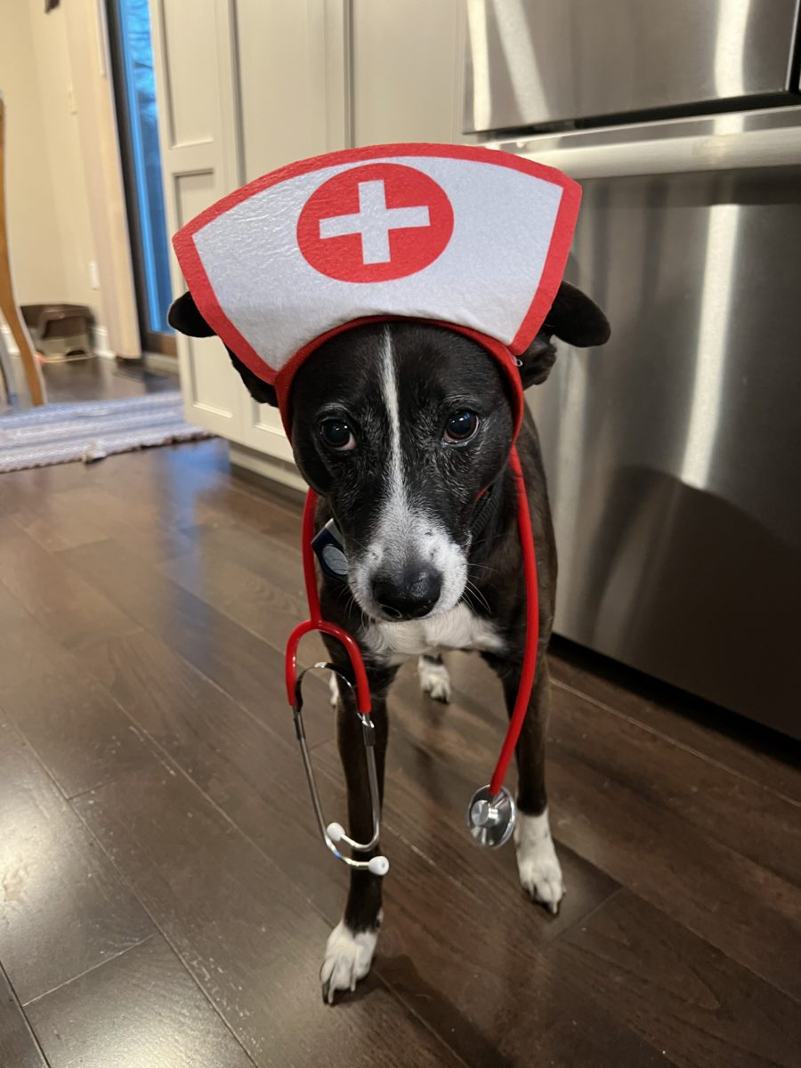 Puppy dog with a nurse cap on its head and a stethoscope draped over its neck.